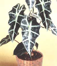 Alocasia - Alocasia