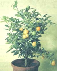 Orange - Citrus sinensis