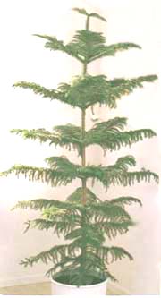 Araucaria - Araucaria