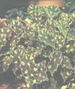Begonia tiger