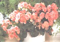 Begonia Lorrain