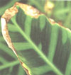 The ends of the leaves are yellow-brown - with excess or deficiency of nutrients in the soil.