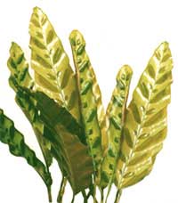 Calatea lanceolate - Calathea lancifolia