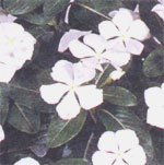 Cataract - Catharanthus