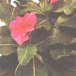 Cataractus pink or pink periwinkle Catharanthus roseus