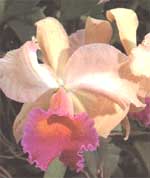 Cattleya - Cattleya