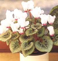 Cyclamen (Dryakva) - Cyclamen