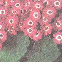 Cineraria (Bloodthirsty bloodsucker) - Cineraria (Senecio cruentus)