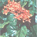 Clerodendrum bright - Clerodendrum splendens