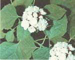 Clerodendrum fragrant - Clerodendrum fragrans