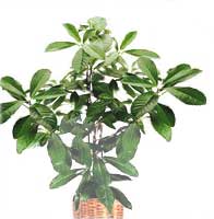 Corinocarpus - Corynocarpus