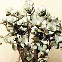 Fat tree - crassula arborescens