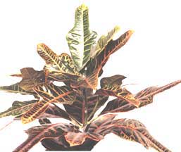 Codyon (Croton) - Codiaeum