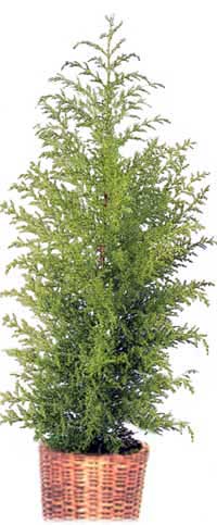 Cypress - Cupressus