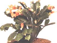 Schlumberger (Zigokaktus) / Schlumbergera (Zygocactus)