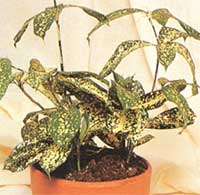 Dracaena - Dracaena