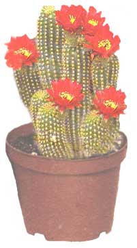 Echinopsis - Echinopsis