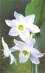 Eucharis (Amazon lily) - Eucharis