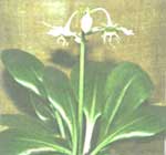 Eucharis (Amazonian lily) - Eucharis