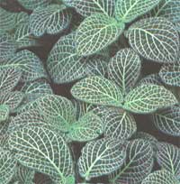 Fittonia - Fittonia