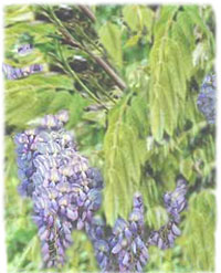 Wisteria Chinese (Wistaria) - Glicinia