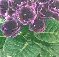 Gloxinia royal Gloxinia regina