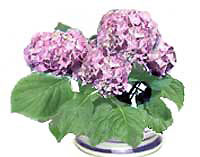 Hortensia (Hydrangea) / (Hydrangea)