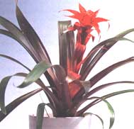 Guzmania - Guzmania