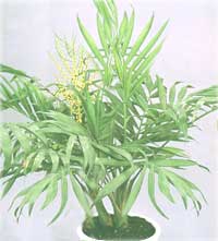 Chamaedorea elegans - Chamaedorea elegans