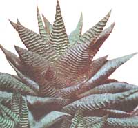 Haworthia limestone - Haworthia limifolia