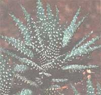 Havortia pearly - Haworthia margaritifera