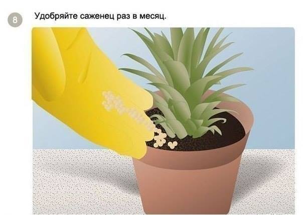Как посадить и вырастить ананас дома