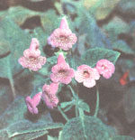 Pleasant chamois - Kohleria amabilis