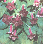 Colourblades - Kohleria digitaliflora