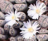 Lithops - Lithops