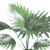 Palm Livonian