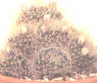 Mummilaria Wilda - Mammilaria wildii