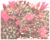 Mammilaria Zeilmanniana