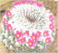 Mammilia prickly - Mammilaria spinosissima
