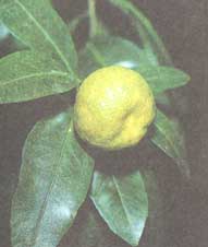 Mandarin - Citrus unshiu