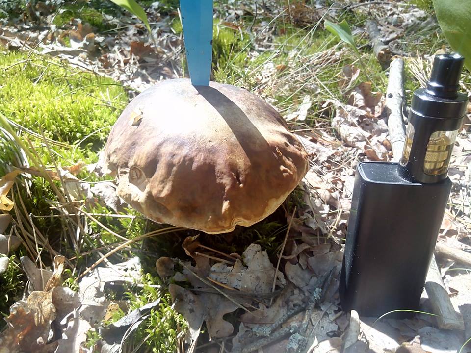 Classification of fungi Классификация грибов