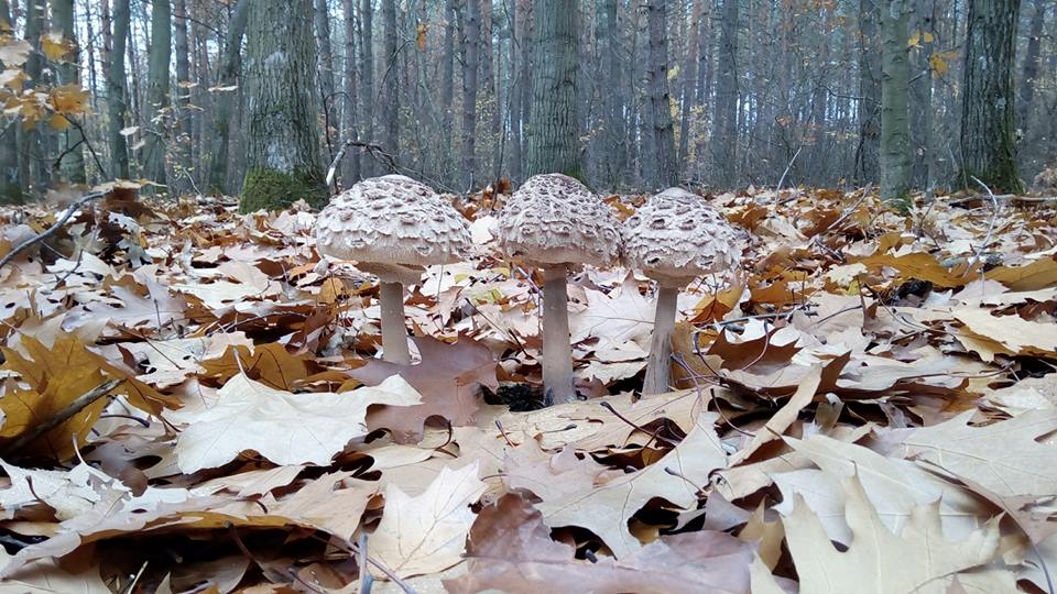 Classification of fungi Классификация грибов