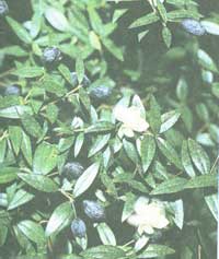 Myrtle - Myrtus