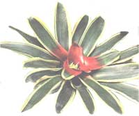 Neoregelia - Neoregelia