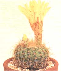 Notocactus sunflower - Notocactus apricus