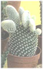 Opuntia white-bellied - Opuntia microdasys albinospina