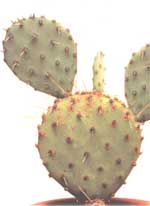 Opuntia dark-headed - Opuntia phaeacantha