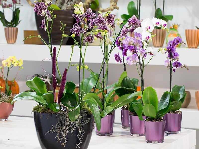 Секреты размножения орхидеи