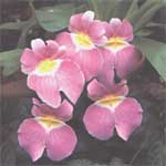 Miltonia - Miltonia