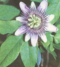 Passiflora blue - Passiflora caerulea